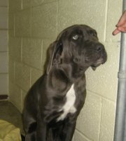 ShelterCaneCorso.jpg