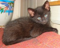 Black Kitten 5.jpg