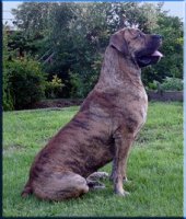 homepage_boerboel.jpg