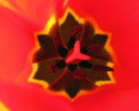 tulip web res.jpg