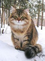 siberian cat.jpg