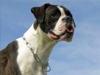 090115-tdy-dogbreeds-boxer.hmedium.jpg