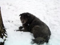 Smokey enjoys the snow.jpg