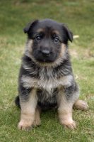 german-shepherd-baby.jpg