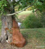 Horse-Stuck-In-Tree-Gracie-.jpg