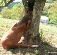 Horse-Stuck-In-Tree-Right.jpg