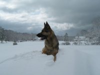 Conan 3-2-09 on round hay bale.jpg