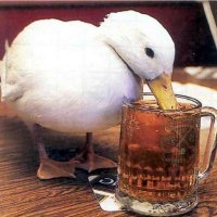 duckbeer.jpg