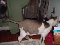 Molly shaved.jpg