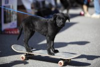 Dickens skateboarding.jpg