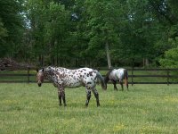 HappyHorses2May16,2009.jpg