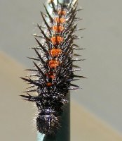 catepillar.jpg