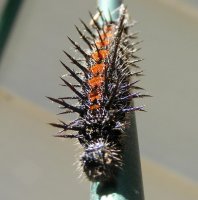 catepillar1.jpg