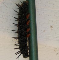catepillar2.jpg