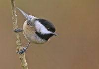 chickadee.jpg