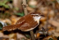 carolina-wren.jpg