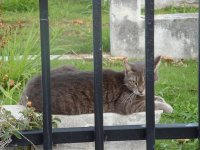 kitty in cemetary.jpg