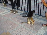 kitties in Mallory Square.jpg