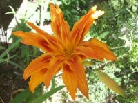 Orange Day Lily.jpg