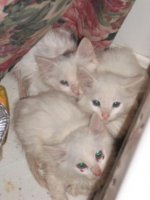 kittens in hiding.jpg