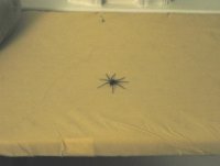 spider.jpg