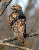 Red-shoulderedHawk.jpg