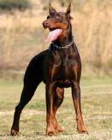 doberman-pinscher.jpg