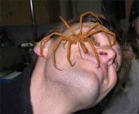pider.jpg