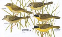 arrival-Yellowthroat-Common.jpg