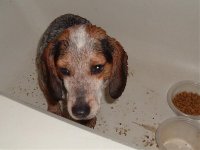 beagle mix 005.jpg