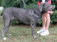 Gracie Cane Corso 5.jpg