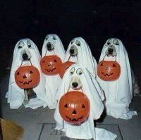 halloween-labs.jpg