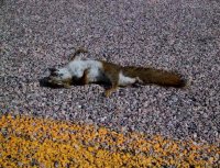 dead_squirrel.jpg