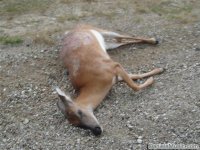 256-dead_deer.jpg