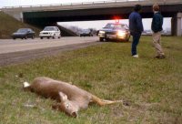 Dead_Deer.jpg