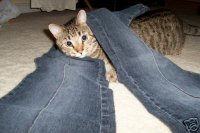 meow_jeans.jpg