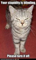 funny-pictures-cat-calls-you-stupid1.jpg