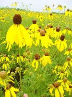 yellow_coneflower.jpg