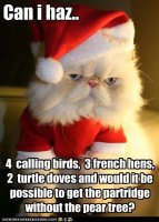 funny-pictures-cat-asks-for-birds.jpg