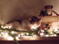 christmascat2.jpg