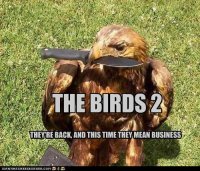 funny-pictures-bird-means-business.jpg