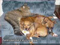 funny-pictures-cat-is-top-dog.jpg