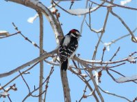 Downy Woodpecker.jpg