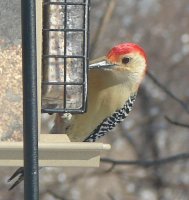 Red Bellied Woodpecker2.jpg