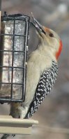 Red Bellied Woodpecker Female5.jpg