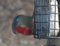 Red Bellied Woodpecker Male2.jpg