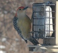 Red Bellied Woodpecker Male3.jpg