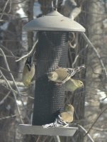 Yellow Finches.jpg