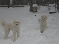 Gus and Lilly snow 006.jpg