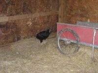 view of egg and momma 4-12-10.JPG